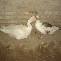 یه جفت غازمحلی دوساله