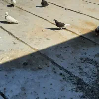 سلام جفت دوکت سبز دوخط|پرنده|بندر ماهشهر, |دیوار
