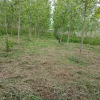 زمین باغی