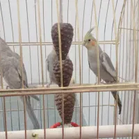 عروس هلندی