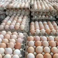 تخم مرغ نطفه دار گوشتی نژاد راس 100درصدباضمانت