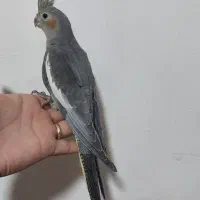 عروس هلندی|پرنده|الیگودرز, |دیوار