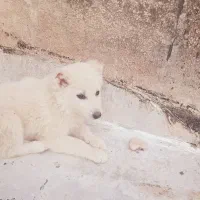 برفی|سگ|بهبهان, |دیوار