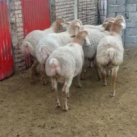 قصاب ماهر ذبح گوسفندبصورت بهداشتی زیر نیم ساعت|خدمات پیشه و مهارت|اردبیل, |دیوار