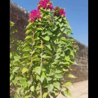 نهال لیمو چهار فصل