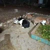 خرگوش|موش و خرگوش|شوشتر, |دیوار