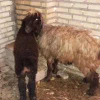 میش وبره|حیوانات مزرعه|گتوند, |دیوار