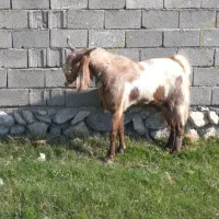 بز نر اصیل پاکستانی تخمی|حیوانات مزرعه|خوی, |دیوار
