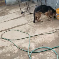 واگذاری دوعدد سگ ژرمن|سگ|لنجان, |دیوار