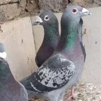 نر مگس استوره