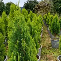 کامیس  لاوسون و یاس|گل و گیاه طبیعی|کلاچای, |دیوار