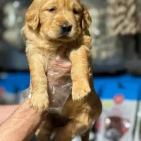 توله های گلدن رتریور اصیل