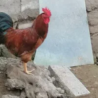 فروش خروس محلی اصیل