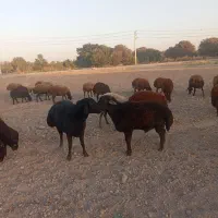 قوچ قره چال افشار میش بره