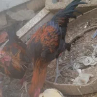 جوجه محلی|حیوانات مزرعه|خمک, |دیوار