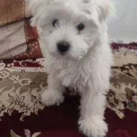 توله سگ سه ماهه شیتزو|سگ|سبزوار, شرق کال جنوبی (شمس آبادی)|دیوار