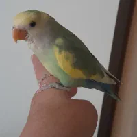 طوطی برزیلی کاکل زری|پرنده|تهران, باشگاه نفت|دیوار