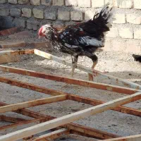 خروس گلین|حیوانات مزرعه|یزد, |دیوار