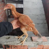 جوجه مرغ لاری|حیوانات مزرعه|قائم‌شهر, |دیوار