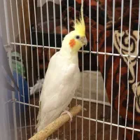 ۳تا عروس هلندی|پرنده|بندر گناوه, |دیوار