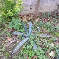 گل های طبیعی|گل و گیاه طبیعی|قائمشهر, |دیوار