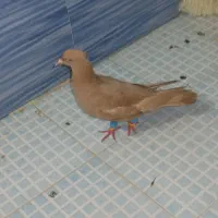 کفتر|پرنده|تربت‌حیدریه, کاشانی|دیوار