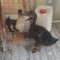 ۳ عدد اردک نیمچه