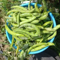 باقلا درجه۱ سر زمین