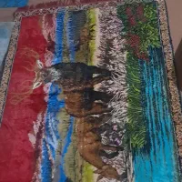 احتیاج برای نداشتم اساس|فرش|چابهار, |دیوار
