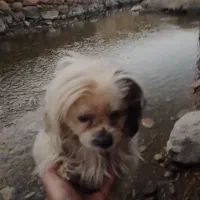 واگذاری سگ خانگی|سگ|زرین دشت (همدان), |دیوار