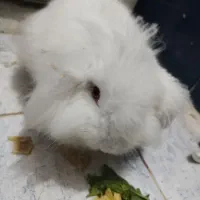 خرگوش لوپ دستی