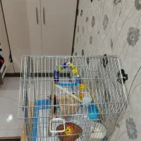 راهب ابی|پرنده|فولادشهر, فولادشهر|دیوار