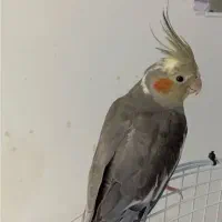 عروس هلندی نر