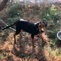 سگ نگهبان|سگ|وحیدیه, |دیوار