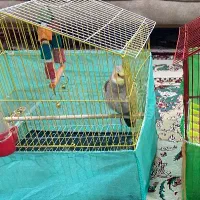 عروس هلندی