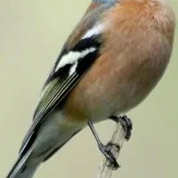 سهره پرنده