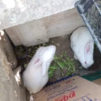 دو عدد خرگوش سفید سالم وسرحال