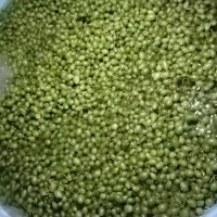 آبغوره دیم