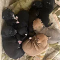 توله پیتبول