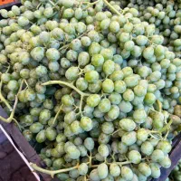 استخدام نیروی برای کار در آبلیموفروشی