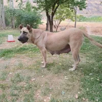 سگ سرابی ماده|سگ|هشترود, |دیوار