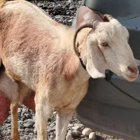 بز نجدی|حیوانات مزرعه|برخوار, |دیوار