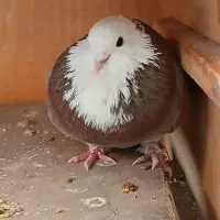 کبوتر|پرنده|ساری, |دیوار