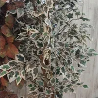 درختچه مصنوعی با گلدان  سرامیکی و بدون ان|گل مصنوعی|شیراز, تپه تلویزیون|دیوار
