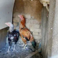 خروس