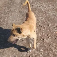 سگ سرابی ۲ساله