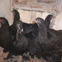 مرغ و خروس زینتی|حیوانات مزرعه|تربتحیدریه, شهدا|دیوار