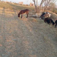 اولاغ ماده بخاطر نه بودن جا می فر شم|حیوانات مزرعه|فیروزآباد (آذربایجان), |دیوار