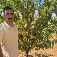 نهال بادام تضمینی سالم نهال