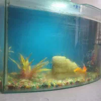 اکواریم شیشه خم